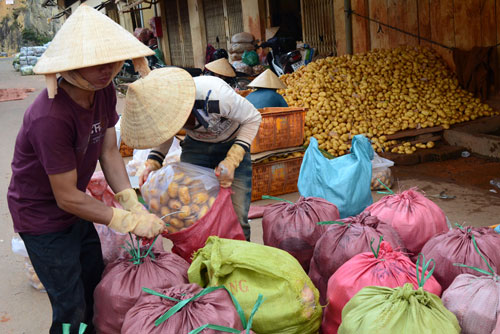 Khoai[-]tây[-]Trung[-]Quốc